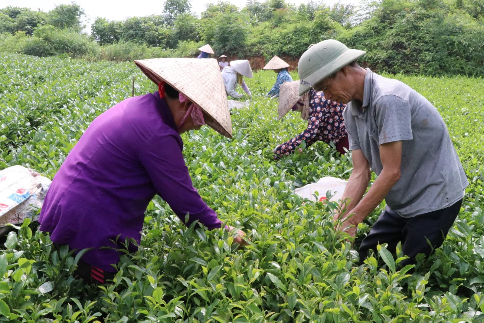 Dai Tu Thai Nguyen