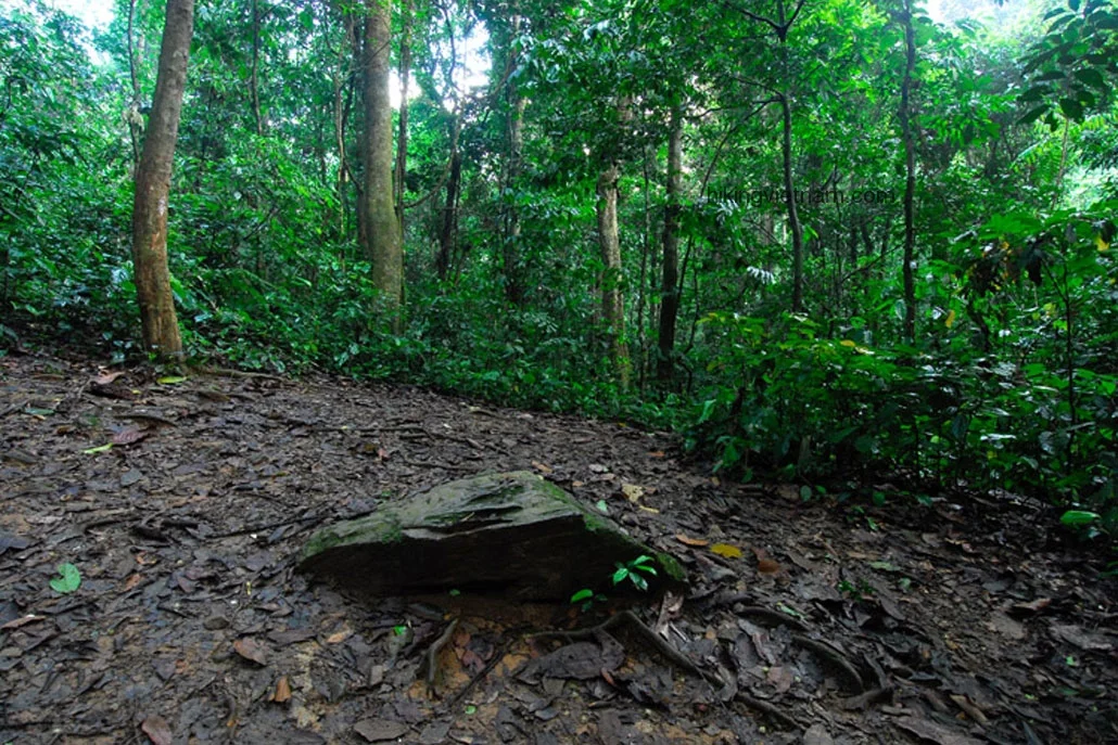 Cuc Phuong National Park offers Jungle Trek, Adventure Wildlife