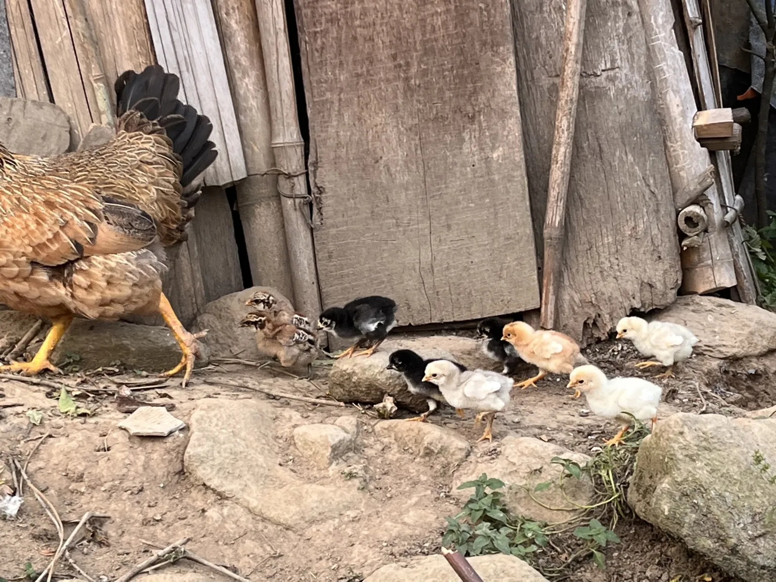 Discover Sapa Beyond Trekking